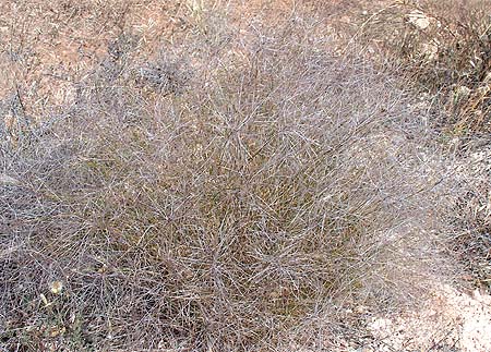 arenaria hostplant
