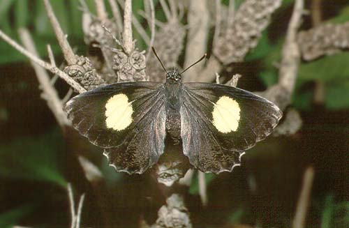 abrota adult female