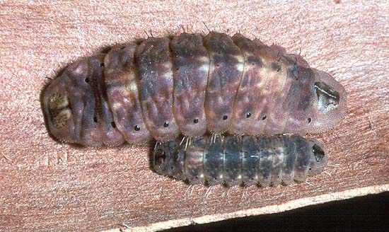 genoveva larvae
