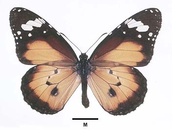 petilia adult