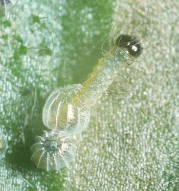 villida larvae