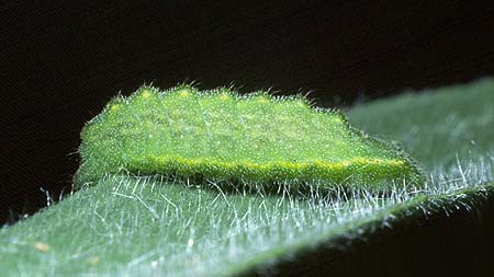heathi larvae