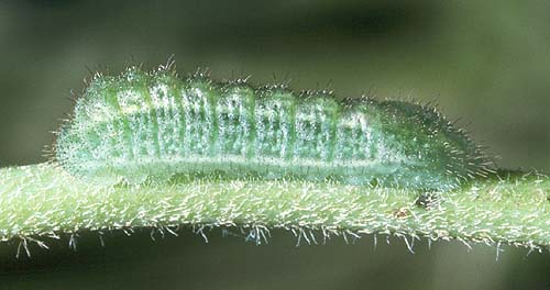 hyacinthina larvae