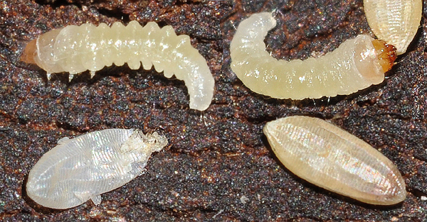 parthenoides lifehistory