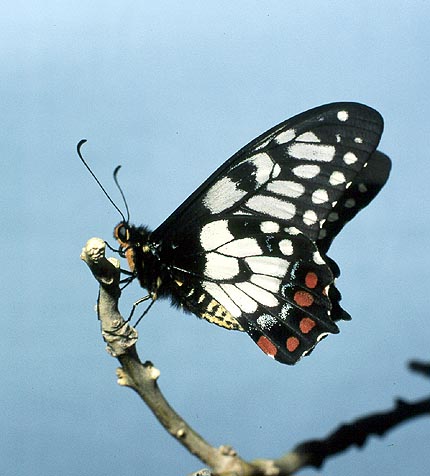 PAPILIONIDAE (Swallowtails)